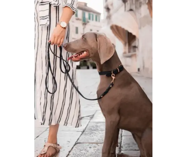 Molly And Stitch Navy Blue Leather Dog Leash for City Walks - Image 3