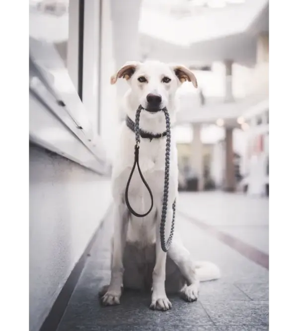 Molly And Stitch Grey Leather Dog Leash - Soft Touch Design - Image 5