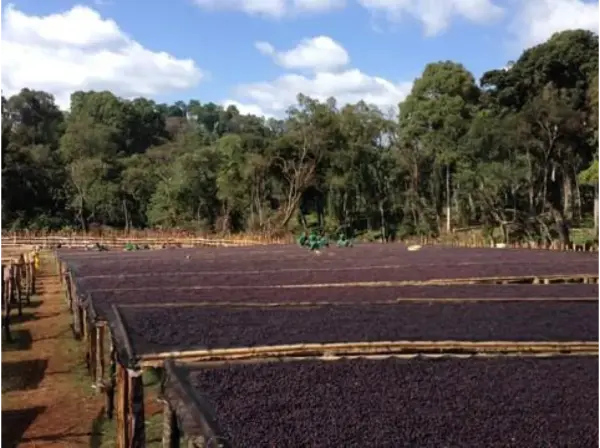 Ethiopian Yirgacheffe Natural Light Roast Coffee - Black Powder - Image 5